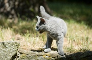 BRITISH SHORTHAIR C026